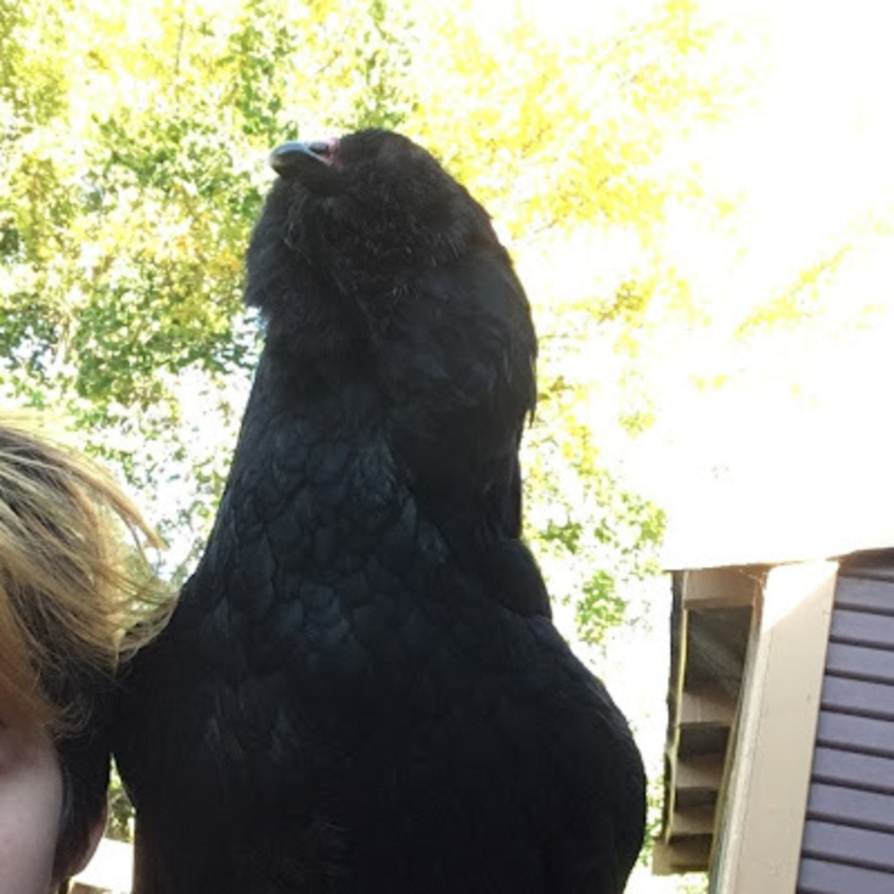 Meet your Posher, Pi nova